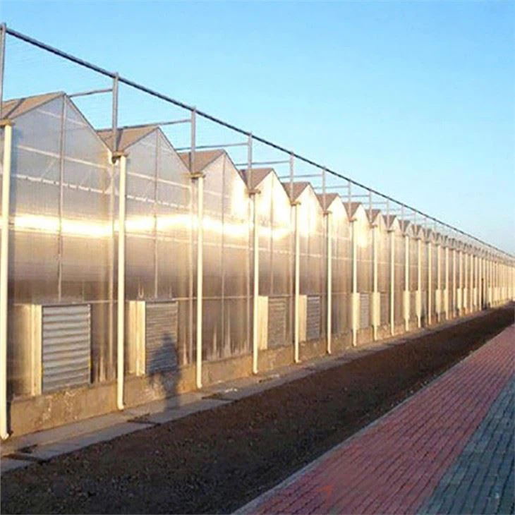 Multi Span Polycarbonate Greenhouse With NFT System