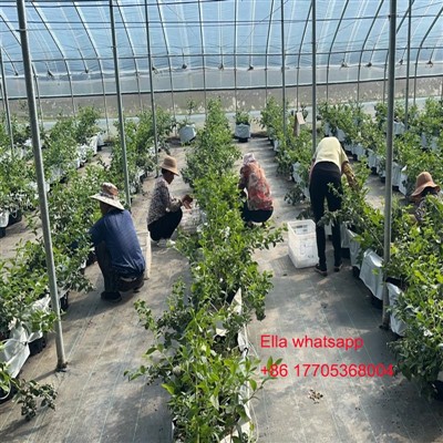 درجه حرارت برای جذب برگها مواد مغذی