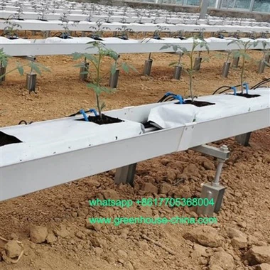 کاشت روده برای گوجه فرنگی در گلخانه